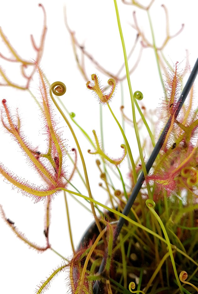 Drosera Binata - Ampel XL