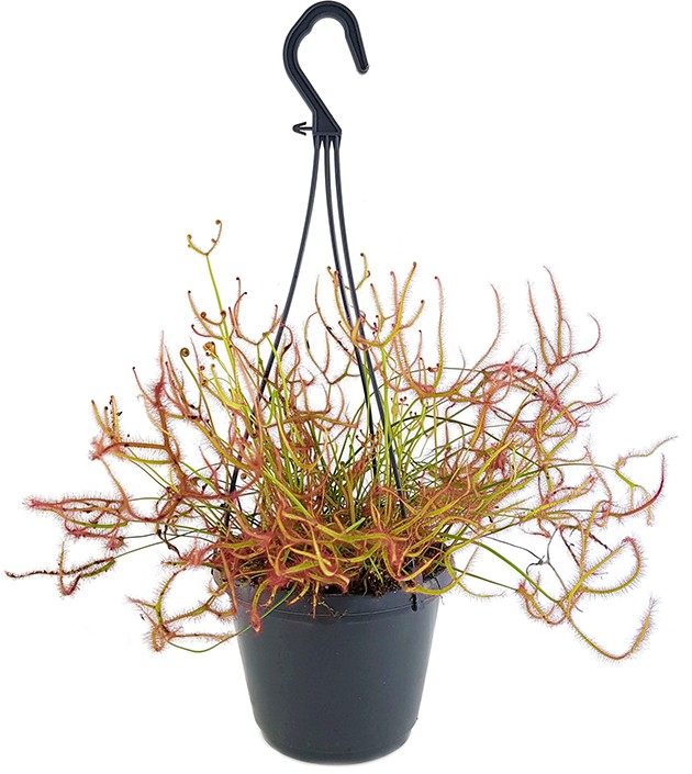 Drosera Binata - Ampel XL