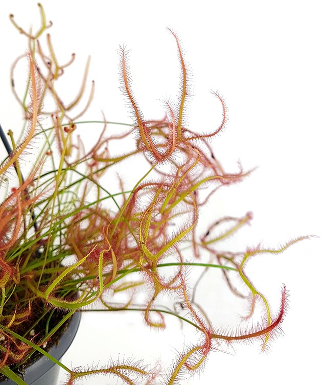 Drosera Binata - Ampel XL