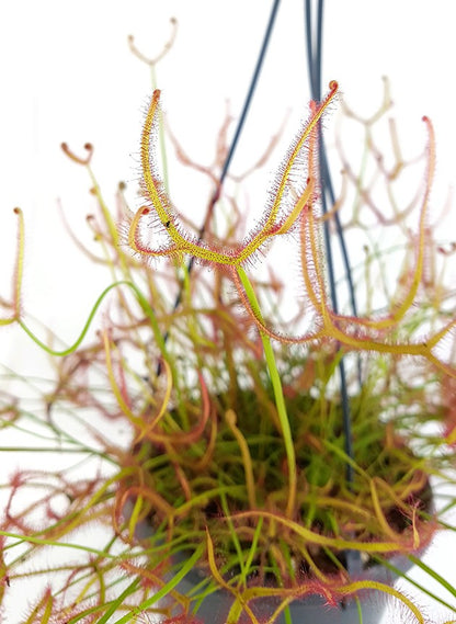 Drosera Binata - Ampel XL