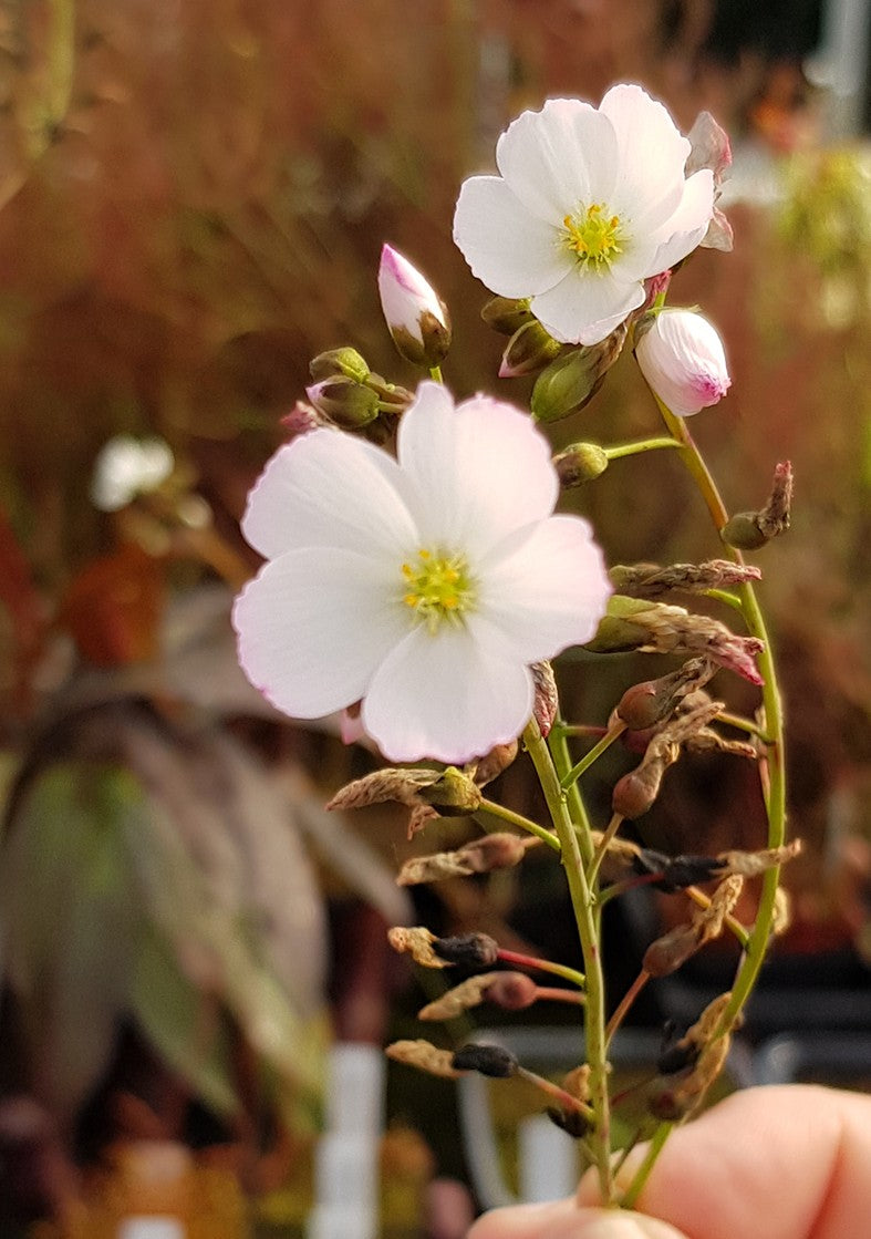 Drosera Binata Pink Flower