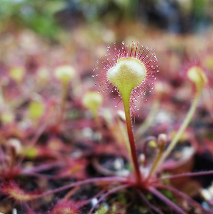 Drosera rotundifolia - rundblättriger Sonnentau