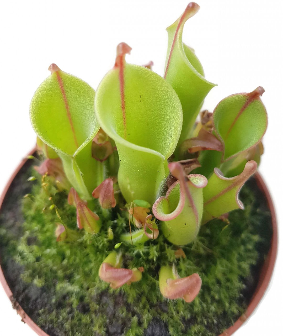 Heliamphora heterodoxa x minor