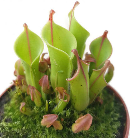 Heliamphora heterodoxa x minor