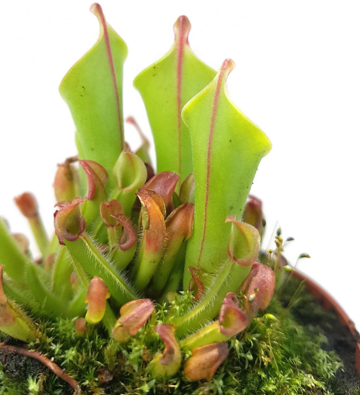 Heliamphora heterodoxa x minor