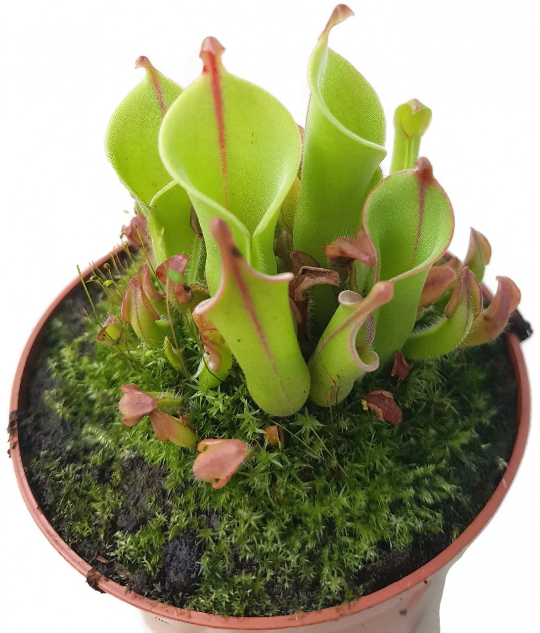 Heliamphora heterodoxa x minor