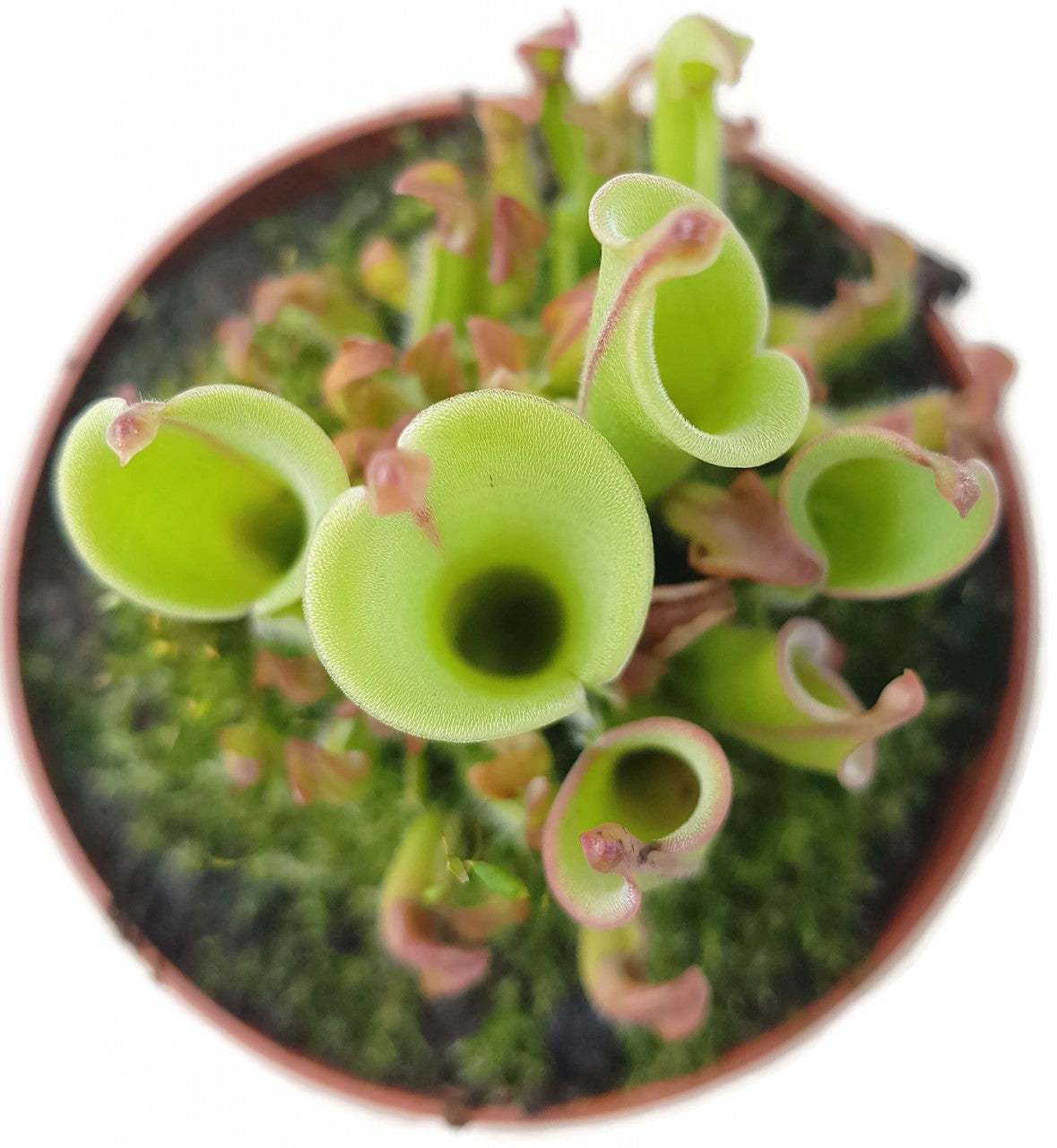 Heliamphora heterodoxa x minor