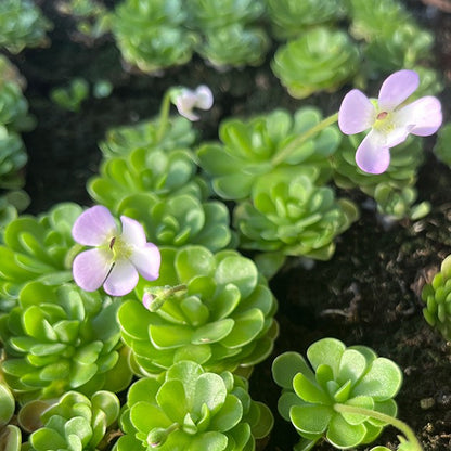 Pinguicula esseriana mexikanisches Fettkraut