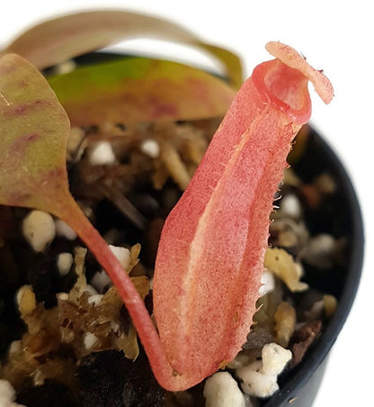 Nepenthes boschiana x mira BE-3675