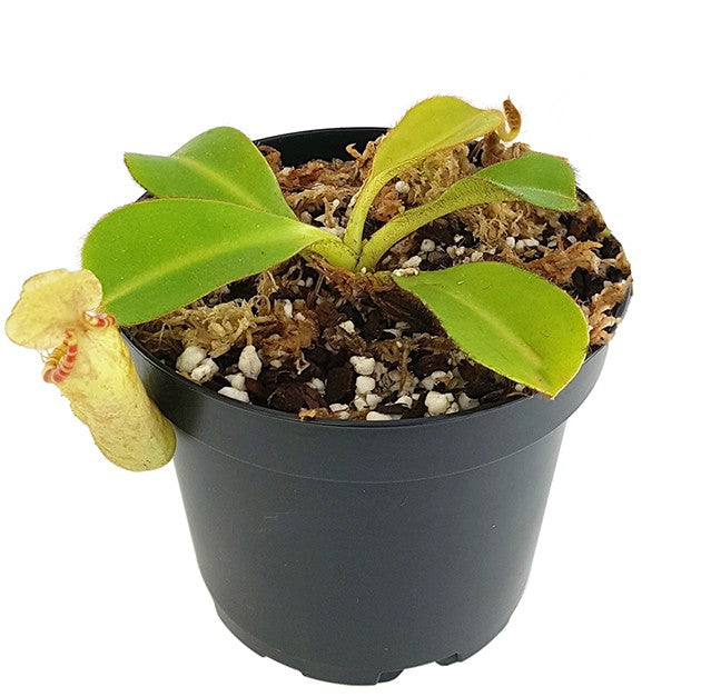 Nepenthes chaniana x veitchii BE-3137