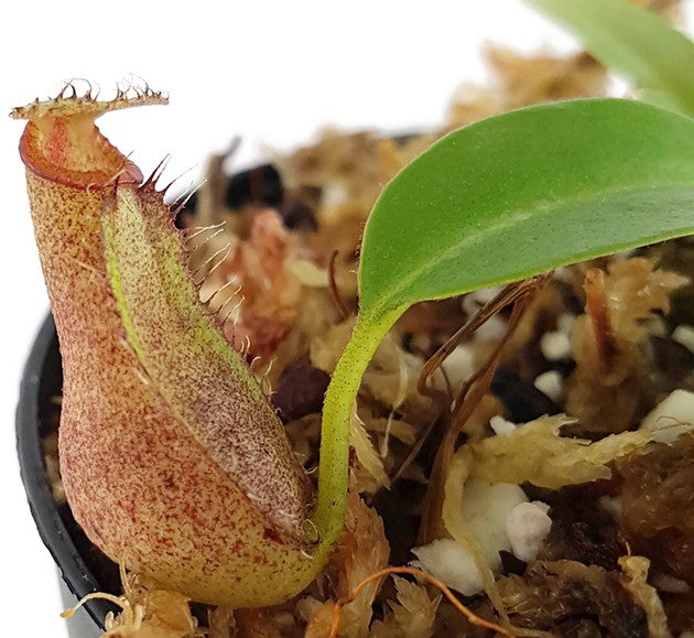 Nepenthes densiflora x robcantleyi BE-3573