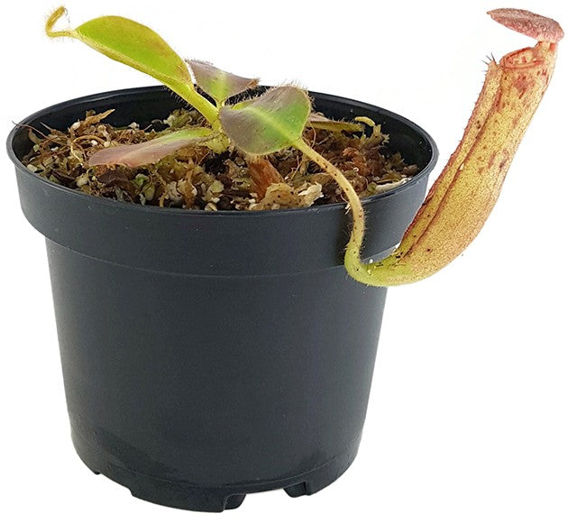 Nepenthes glandulifera BE-3766