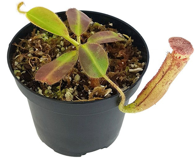 Nepenthes glandulifera BE-3766