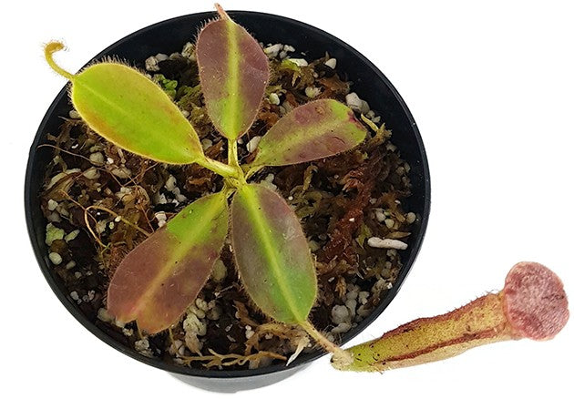 Nepenthes glandulifera BE-3766