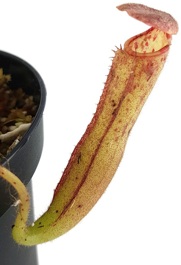 Nepenthes glandulifera BE-3766