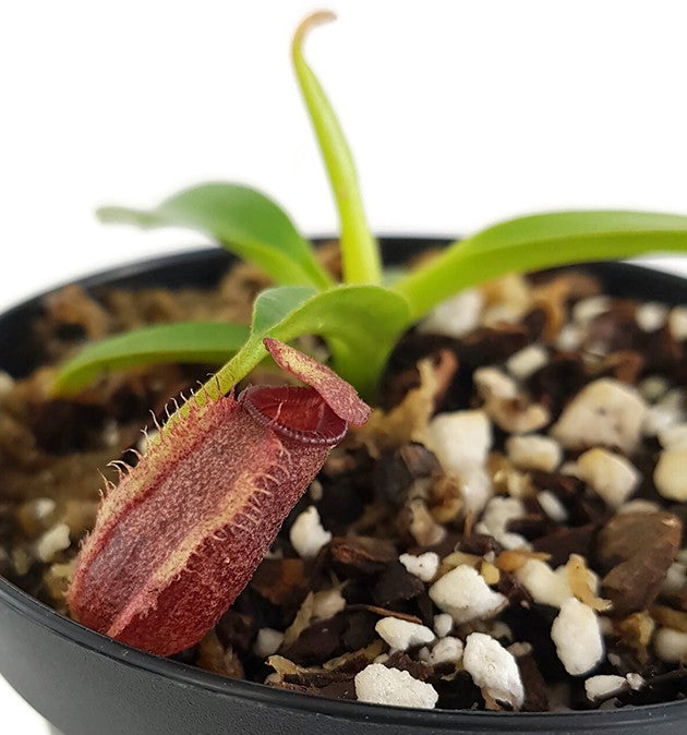 Nepenthes (lowii x macrophylla) x aristolochioides BE-4511