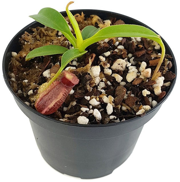 Nepenthes (lowii x macrophylla) x aristolochioides BE-4511