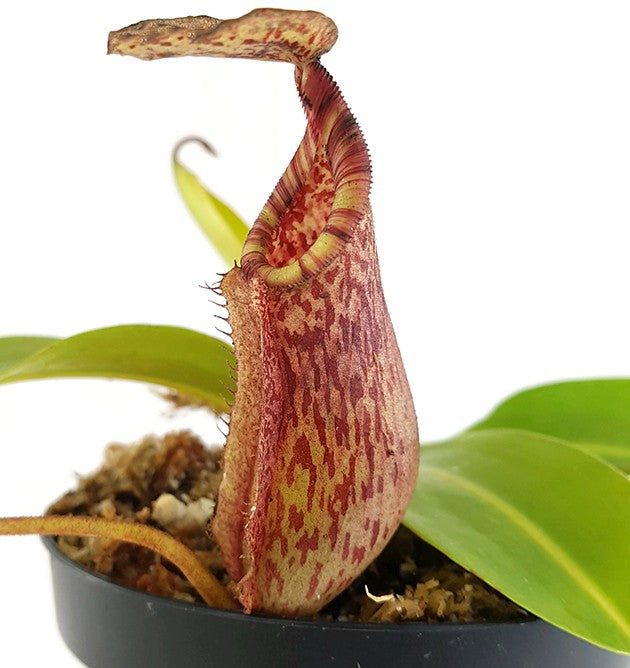 Nepenthes (lowii x macrophylla) x burbidgeae BE-4054