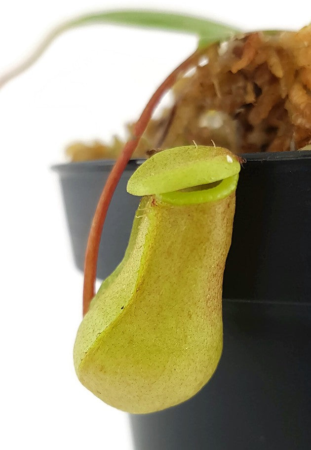 Nepenthes ventricosa x sibuyanensis BE-3757