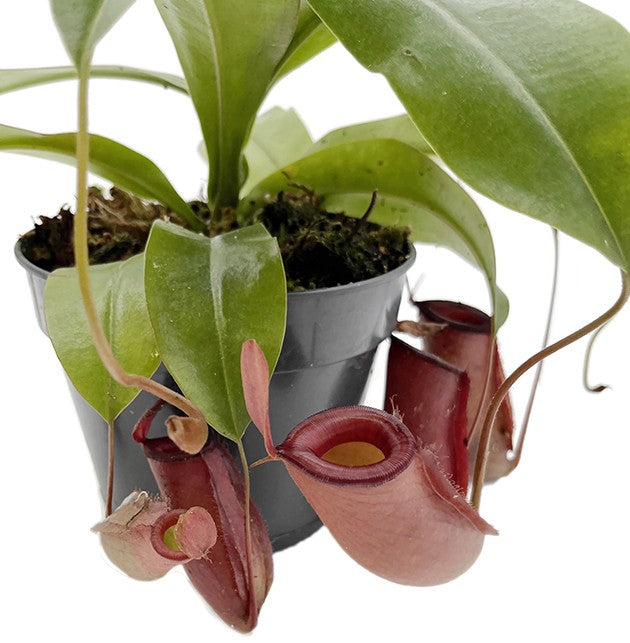 Nepenthes Diana