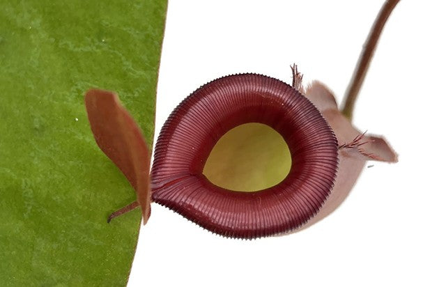 Nepenthes Diana