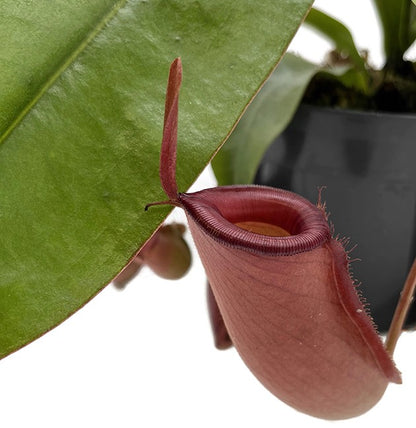 Nepenthes Diana