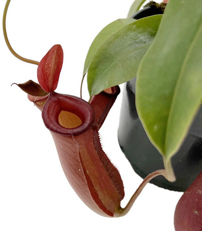 Nepenthes Diana