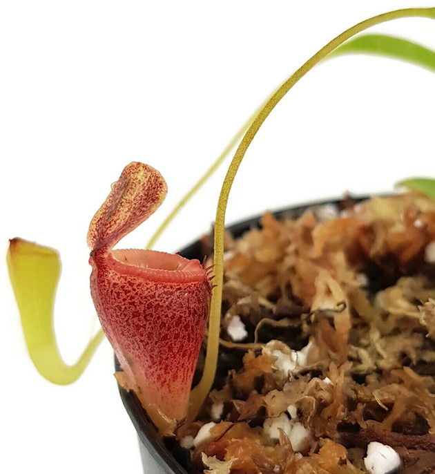 Nepenthes jamban BE-3875