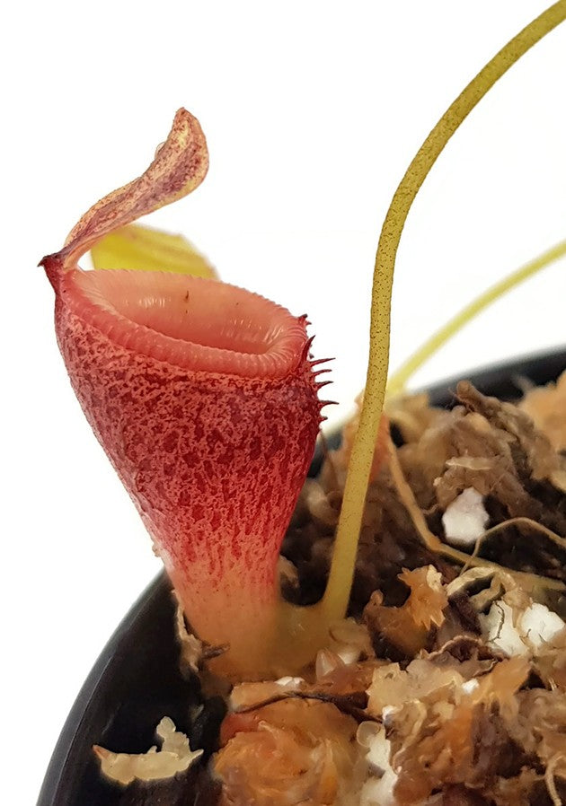 Nepenthes jamban BE-3875