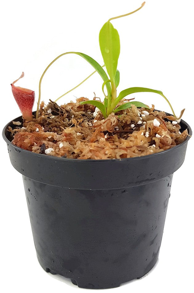 Nepenthes jamban BE-3875