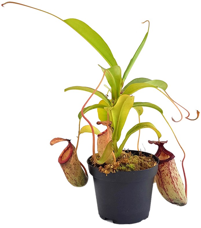 Nepenthes X Mimi