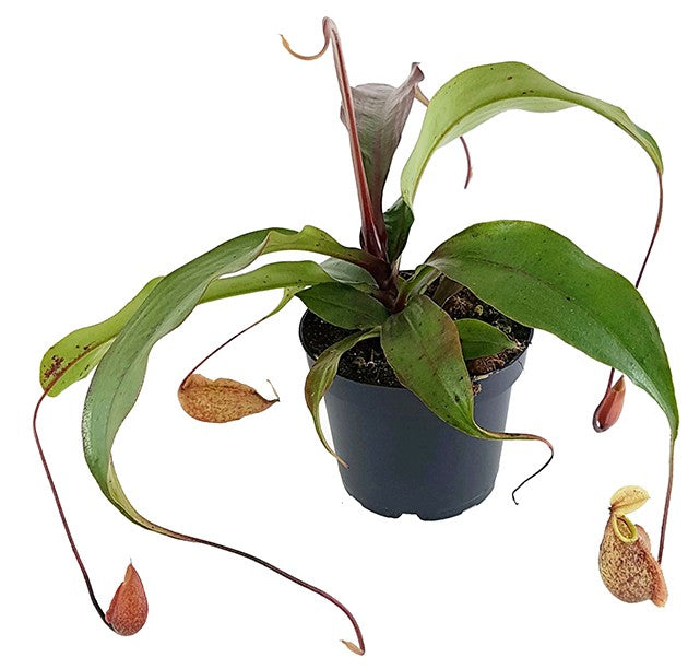 Nepenthes Szuki (rafflesiana x sibuyanensis)