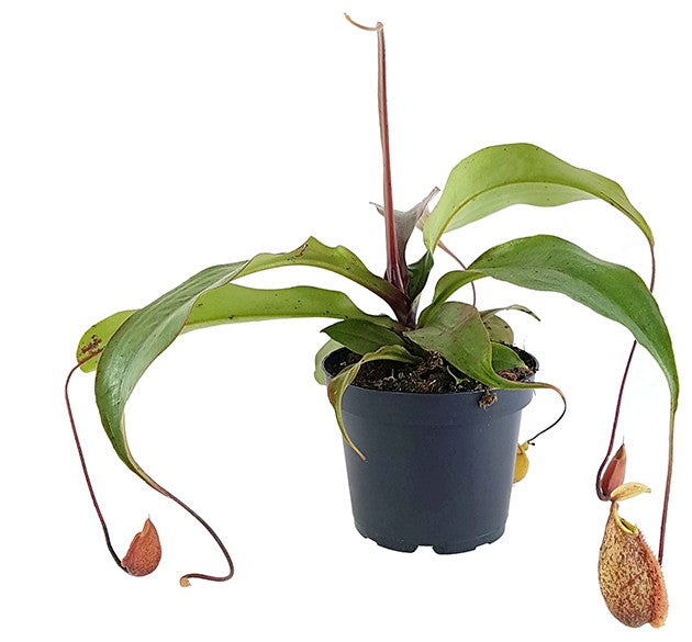 Nepenthes Szuki (rafflesiana x sibuyanensis)