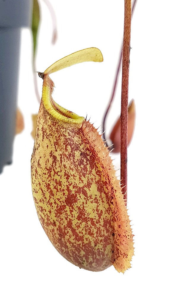 Nepenthes Szuki (rafflesiana x sibuyanensis)