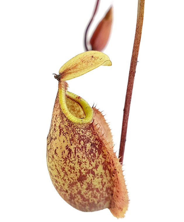 Nepenthes Szuki (rafflesiana x sibuyanensis)