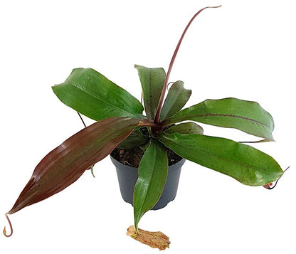 Nepenthes Szuki (rafflesiana x sibuyanensis)