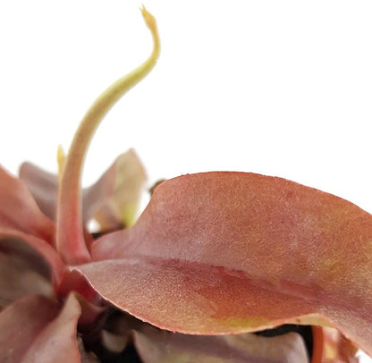 Nepenthes Tiefland Hybride