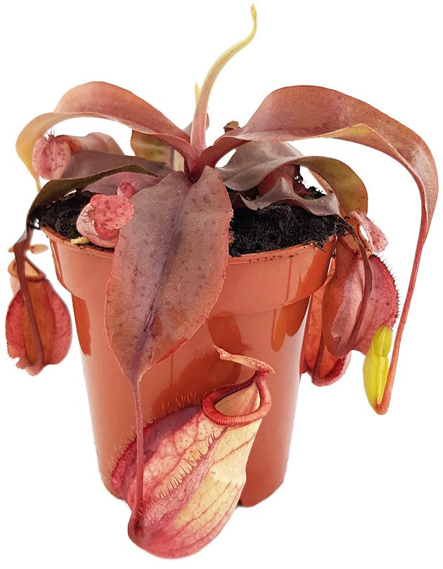 Nepenthes Tiefland Hybride