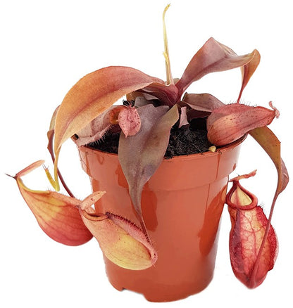 Nepenthes Tiefland Hybride