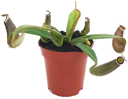 Nepenthes albomarginata Tiefland