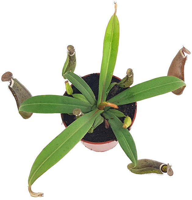 Nepenthes albomarginata Tiefland