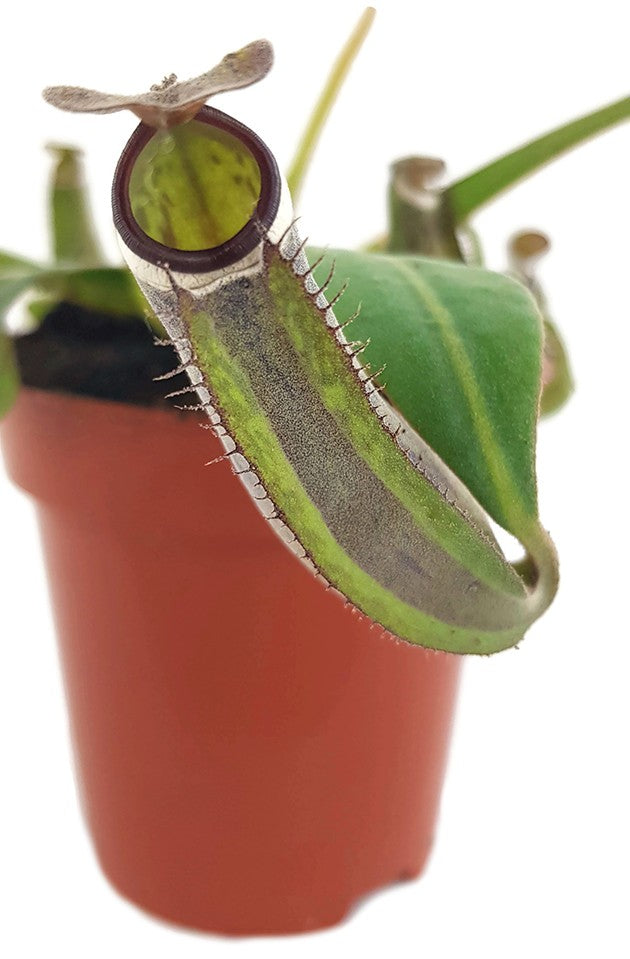 Nepenthes albomarginata Tiefland