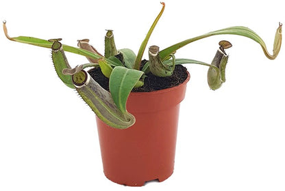 Nepenthes albomarginata Tiefland