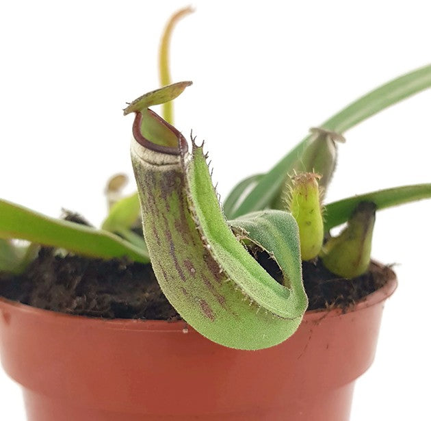 Nepenthes albomarginata Tiefland