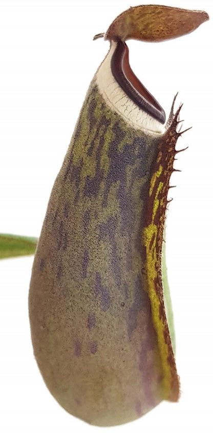 Nepenthes albomarginata Tiefland