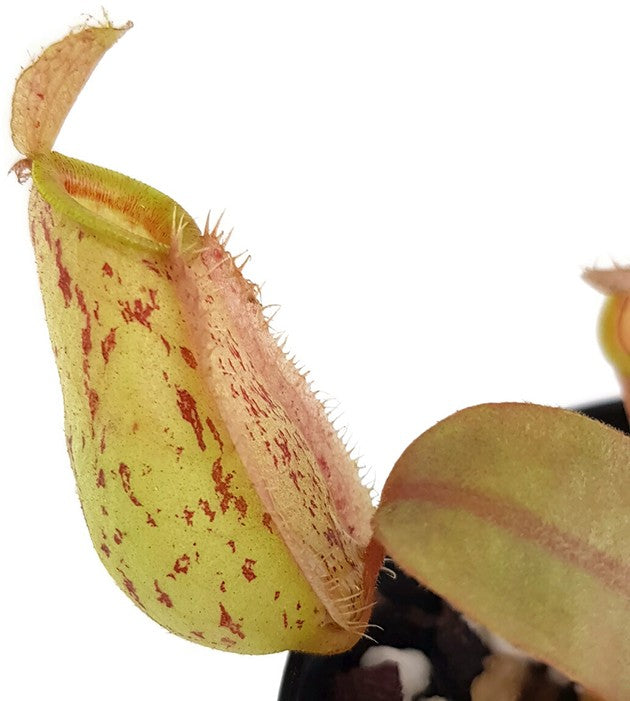 Nepenthes ampullaria BE-3007