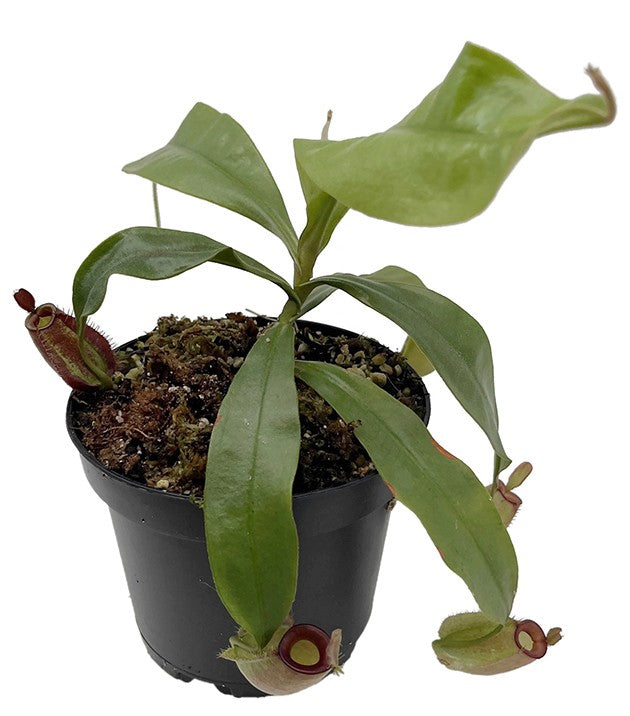 Nepenthes ampullaria BE-3681