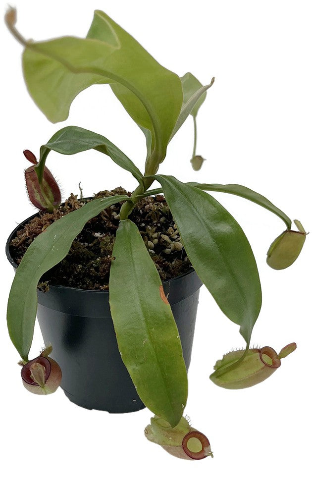 Nepenthes ampullaria BE-3681