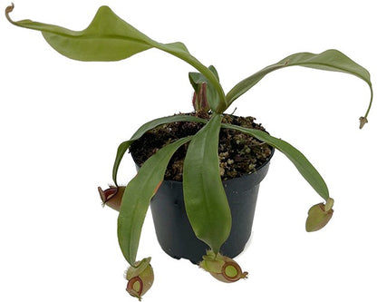 Nepenthes ampullaria BE-3681