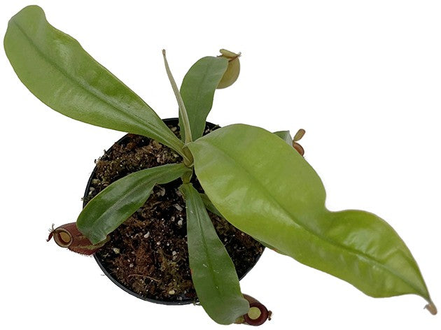 Nepenthes ampullaria BE-3681